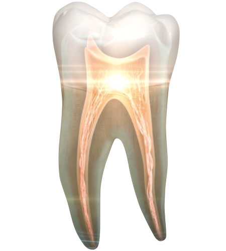 Dental Pulp-related Business