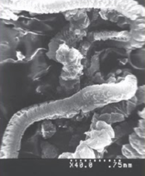 熱膨張性黒鉛TEGの原理 膨張後の顕微鏡写真